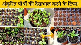 बीज जर्मिनेट (अंकुरित) होने के बाद ऐसे करें सीडलिंग की देखभाल | Seedling care tips in hindi