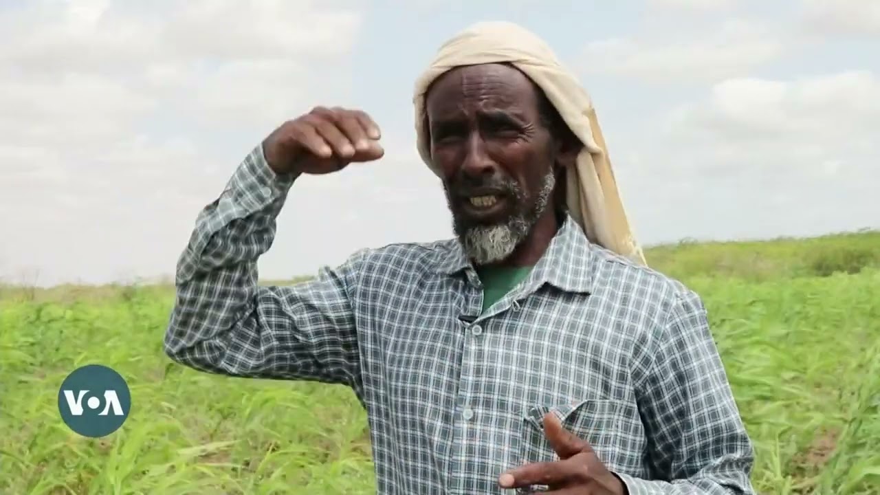 Suuq la'aan haysata beeraleyda magaalada Beledweyne