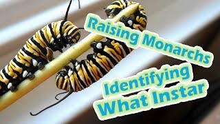 Raising Monarchs  Identifying What Instar (Help The Monarch Butterfly)