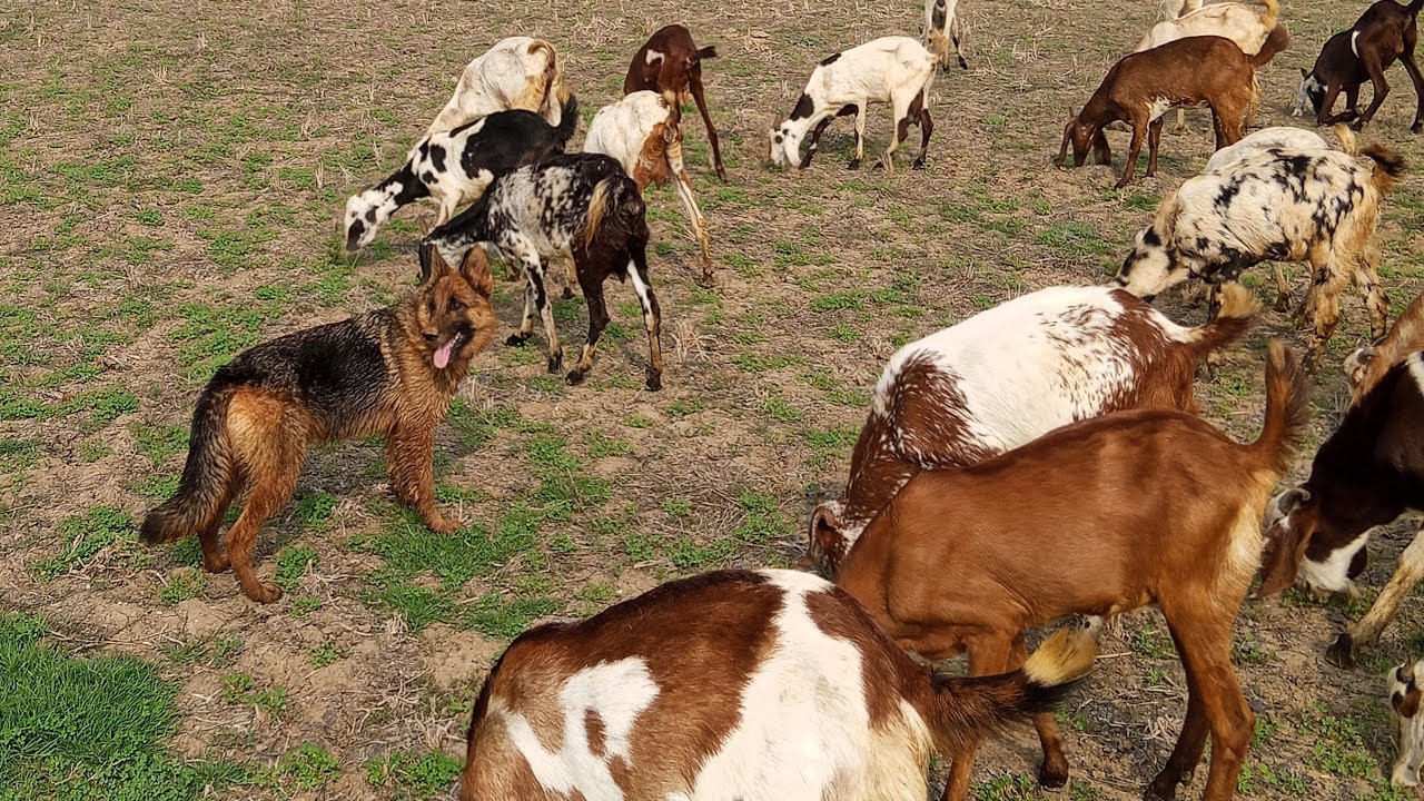 ​Cloudy Day Grazing: My German Shepherd Guarding the Herd 🐕☁️