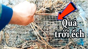 Đặt lợp ếch đồng ở quê tôi mùa nước nổi.đặt lại chỗ cũ của đồng nghiệp dính thấy mê.minh khôi volgs