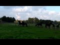 Friesian horses mother  daughter star mare stoeterij van hall