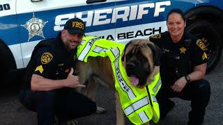 PoohBear the Mastiff visits the Virginia Beach Correctional Center on April 16, 2025