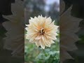 Dahlia at wards farm nj