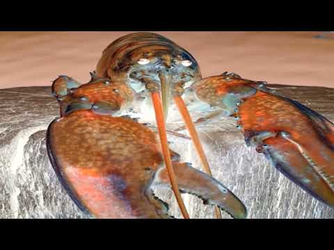 Blue Lobster Jumpscare But In G Major