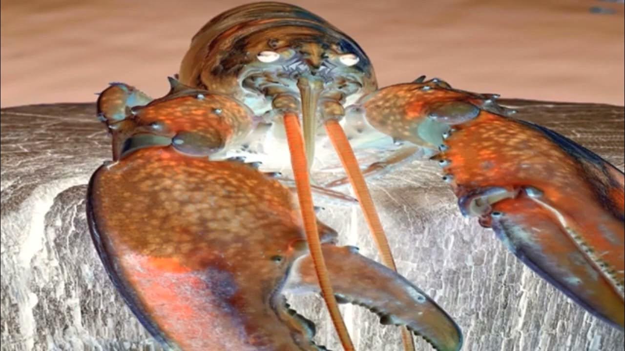 Blue Lobster Jumpscare but in GMajor YouTube