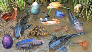 So Amazing.. Catching Colorful Betta Fish In The River, Giant Catfish, Ornamental Fish, Turtle, Bird