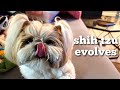 Fun Loving Shih Tzu Enjoys The Day