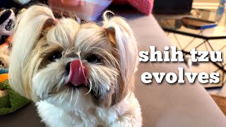 Fun Loving Shih Tzu Enjoys The Day by Mikki Shih Tzu 3,364 views 1 year ago 13 minutes, 53 seconds