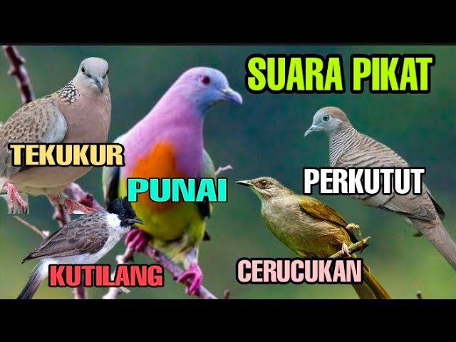 SUARA PIKAT, PUNAI, TEKUKUR, PERKUTUT, KUTILANG, & CERUCUKAN || KOMBINASI class=