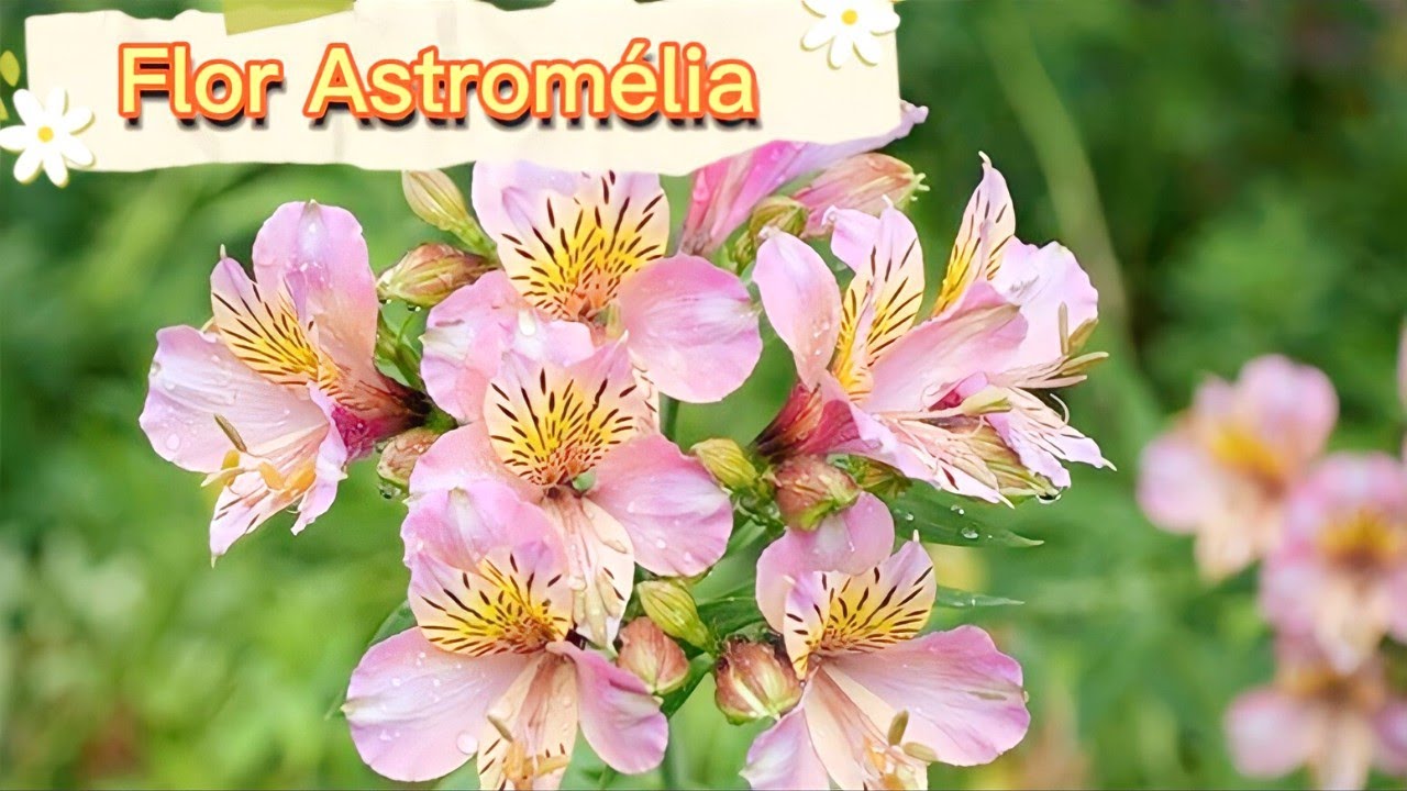 Astromélia - Flor Astromélia, Planta rústica decorativa. - thptnganamst.edu.vn