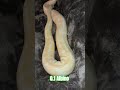 0.1 Albino #albino #ophelia #snake #reptiles #lifeisbutadream #python #breeding #wildlife #serpent