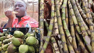 Sugar cane & fresh coconuts is all what you need || how to chew sugar cane ||