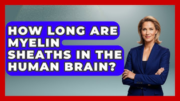 How Long Are Myelin Sheaths In The Human Brain? - Brain Development Hub