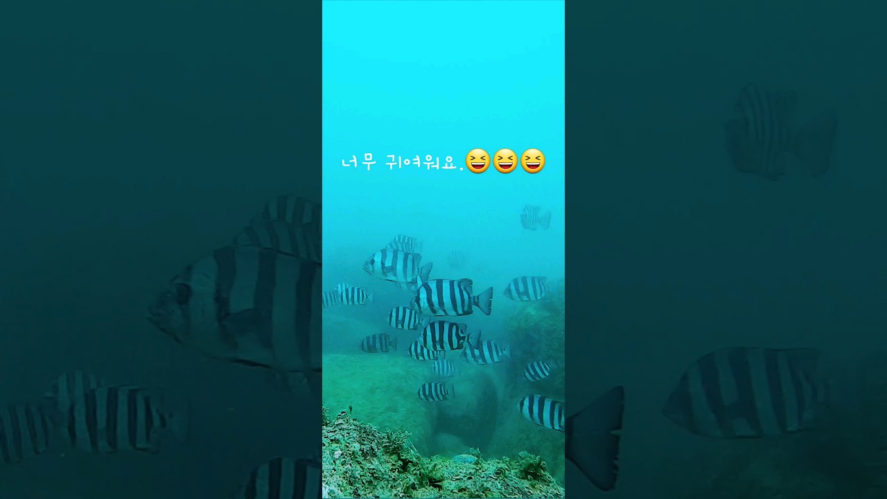 돌돔이 바글 바글[가거도]