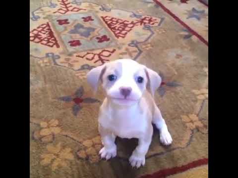 Latidos De Cachorros Estranhos