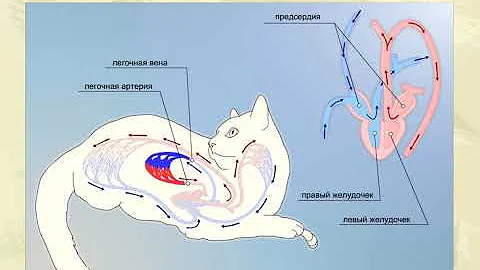 Кровеносная система млекопитающих. Биология