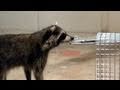 Raccoon avoids trap & escapes thru closed doors!