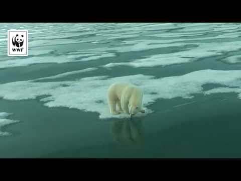 Video: För Första Gången I Observationshistorien Började Den Tjockaste Isen I Arktis Att Smulas Och Falla Isär I Bitar - Alternativ Vy