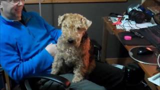 Cola - 6 years old - Home in the lap by Larisa Hotchin 63 views 7 years ago 1 minute, 32 seconds