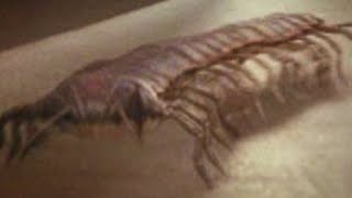 Primeval 2007 - 2011 - Silurian Millipedes Screen Time