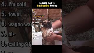 Top 10 Cat Bathing Noises Ranking
