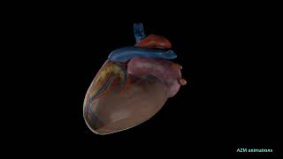 heart palpitations 3D animation