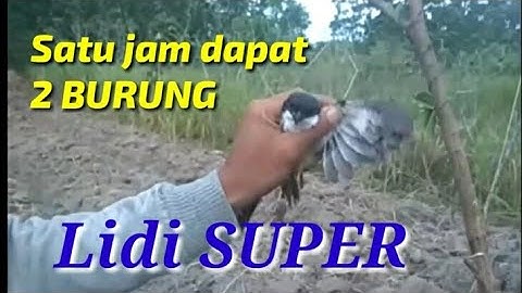 Jebakan / Pulut burung Pentet. satu jam dapat DUA... #part1