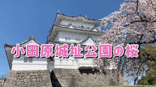 小田原城と小田原城址公園に行ってきました♪桜が満開！！