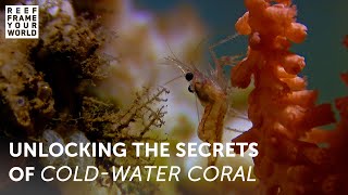 Searching for the Lost Coral of the Deep screenshot 3