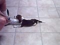 Buster Beagle 3 months old playing with my mom