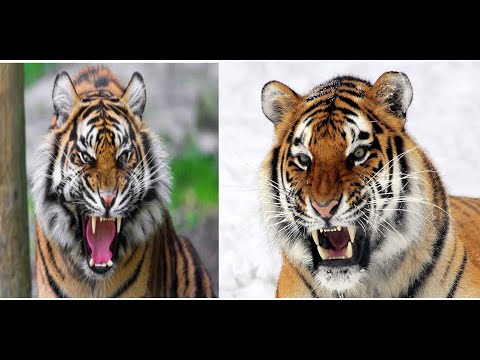 Почему Бенгальский тигр сильнее Амурского тигра. Реальная схватка.