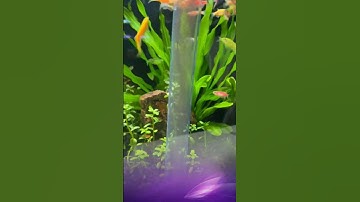 Review bơm tay thay nước bể cá thế hệ mới, chuyên hút cặn nền sỏi #cacanh77 #aquarium