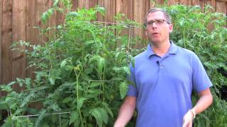 Growing Tomatoes: Try These Gardening Tips