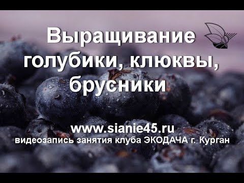 Выращивание голубики, клюквы, брусники на даче