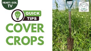 How to Use Cover Crops to Supercharge Soil Fertility — Quick Tips #covercrops #soilfertility