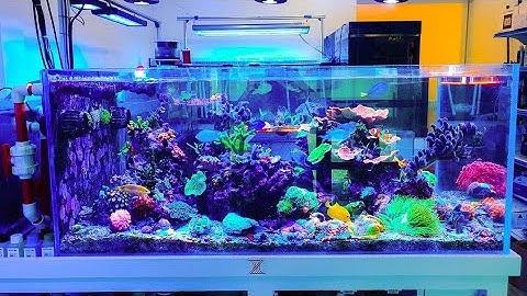 ĐƠN VỊ CHUYÊN THIẾT KẾ - THI CÔNG- BẢO TRÌ HỒ CÁ BIỂN - SAIGON MARINE AQUARIUM