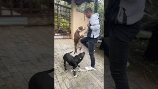 Como Fazer O Cachorro Parar De Pular Nas Pessoas?