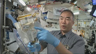アジアンハーブ実験開始　Asian Herb in Space, Experiment start