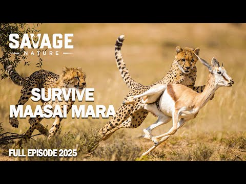 WILD MAASAI MARA Secrets Of The Savannah S Apex Predators Animal Documentary