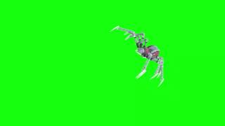 GreenScreen Footage Free Download Video | green screen spider squab