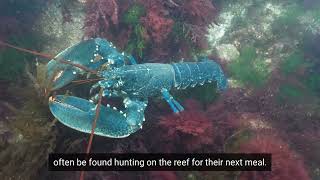 Norfolk’s Chalk Reef screenshot 4