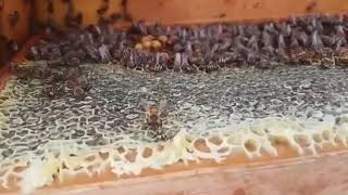 عسل النحل الطبيعي