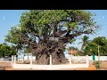 බයෝ බැබ් ගස-පල්ලිමුනේ,මන්නාරම/Baobab Tree @DUSHI-dd 🇱🇰🌳☘️🌲