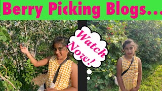 Berry picking / black berry, blue berry and vegetable picking / Huber farms/ farm picking
