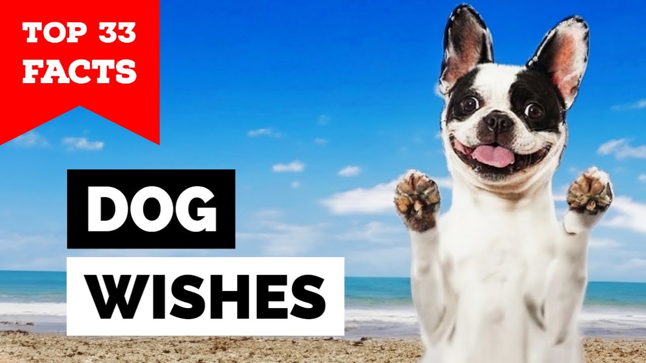 33 Things Your Dog Wishes You Knew Youtube