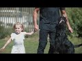 Hector the Giant Schnauzer Family Protection Dog