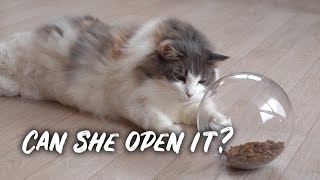Cat treat in sphere | Norwegian forest cats by Norwegian Forest Cats 777 views 1 year ago 2 minutes, 30 seconds