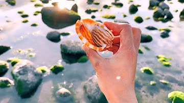 Đi Dọc Bờ Biển, Bắt Gặp Bao Nhiêu Hải Sản Tươi Ngon Khi Nước Rút