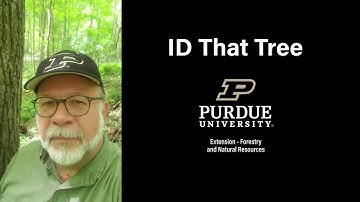 ID That Tree: Silver Maple